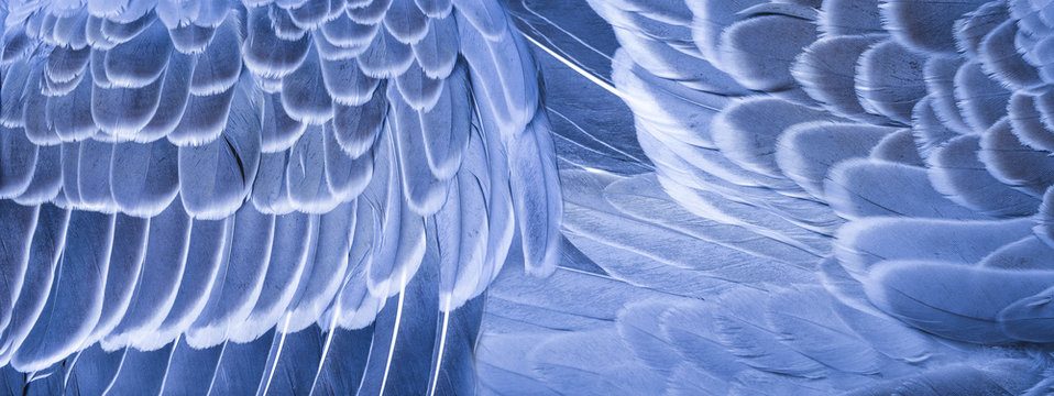 a feathers texture closeup in the detail