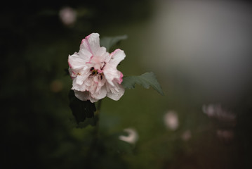 pink flower