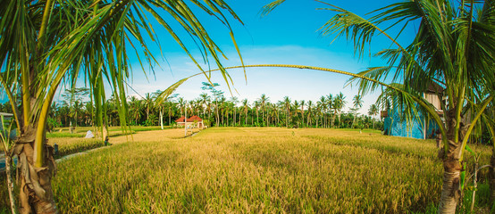 Fototapeta premium Green terraced rice field. Nature landscape background. Ubud. Bali, Indonesia