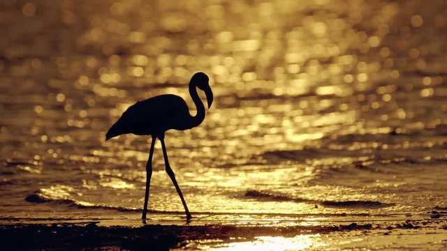 Flamingos wade in Salt Water Lake of Larnaca Cyprus at sunset