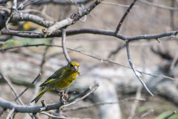 Male European greenfinch or chloris chloris