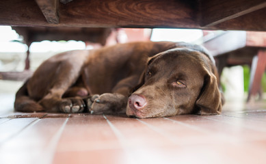 Dog sleeping on the floor
