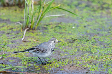White Wagtail or Motacilla alba. Wagtails is a genus of songbirds. Wagtail is one of the most useful birds. It kills mosquitoes and flies, which deftly chases in the air