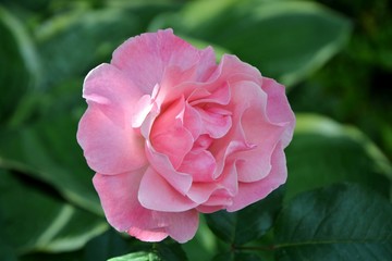 Delicate delightful pink rose in the garden close-up.