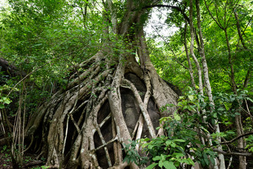 tree