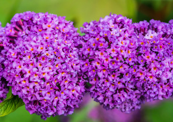 Buddleia Blossom
