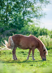 Shetland pony on the field