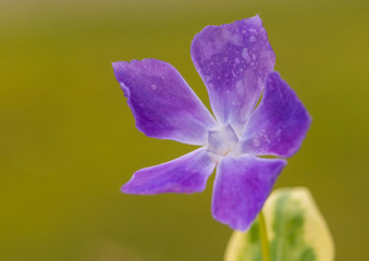 Obraz premium Periwinkle