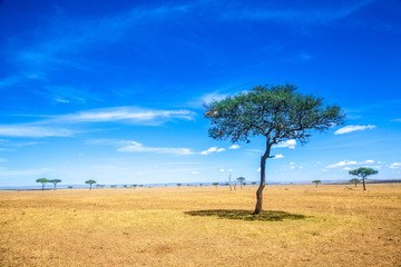 Fototapeta na wymiar Paesaggio nel Serengeti, Tanzania
