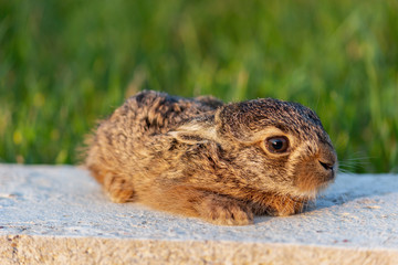 Baby rabbit laying in the sun. Young wild bunny sitting alone on a flat surface, gazing at the...