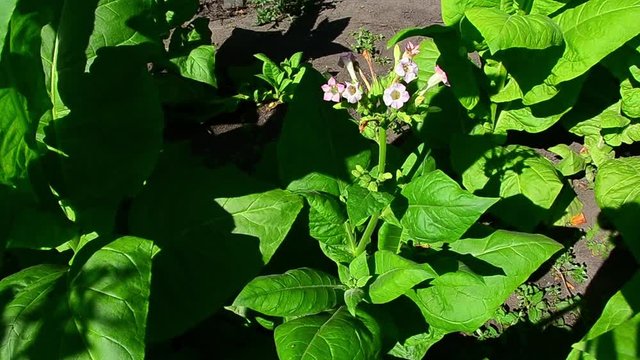 Nicotiana tabacum, Tobacco, flowers, leaves, plant, smoking