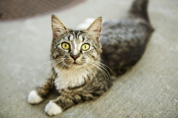 Fototapeta na wymiar Stray cat homeless, outdoor pet in street