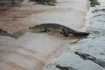 crocodiles, Thailand