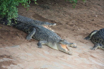 crocodiles, Thailand