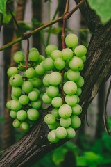 Green healthy delicious grapes