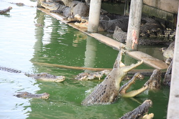 feeding crodirol, Thailand