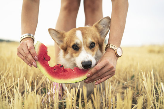 pembroke welsh corgi dog eating summer water melon from the hands of the owner in field