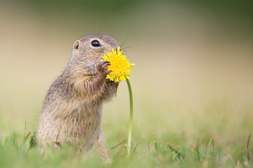 Europäischer Ziesel im Gras frisst Löwenzahn-Blüte