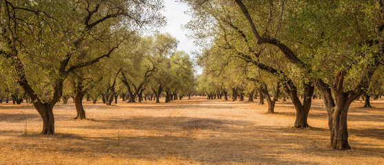 Olive trees plantation