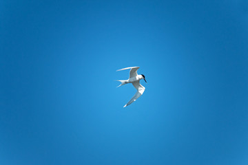 Larus