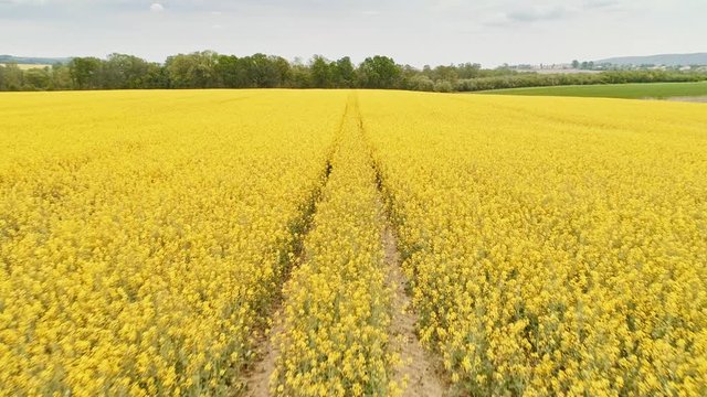 Canola rapeseed field. Aerial drone shot. Flying forward and above.