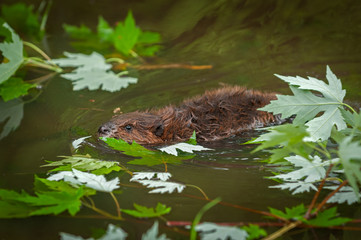 North American Beaver (Castor canadensis) Kit Swims Left Through Leaves