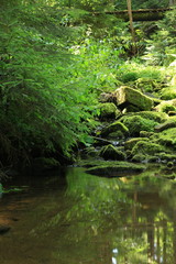 Obraz premium Die Lochbachklamm bei Wallenstein