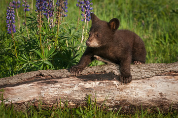 Black Bear Cub (Ursus americanus) Climbs Over Log © hkuchera