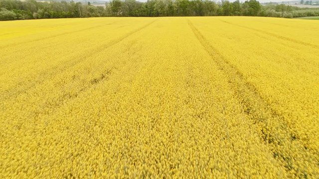 Canola rapeseed field. Aerial drone shot. Flying forward then high above.