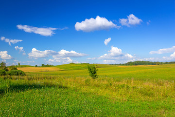 Idyllic summer meadow with green grass in Poland