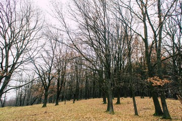 Beautiful autumn forest