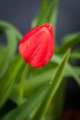 Fototapeta premium Closed red tulip bloom