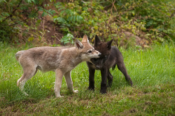 Grey Wolf (Canis lupus) Pup Bites At Face of Sibling