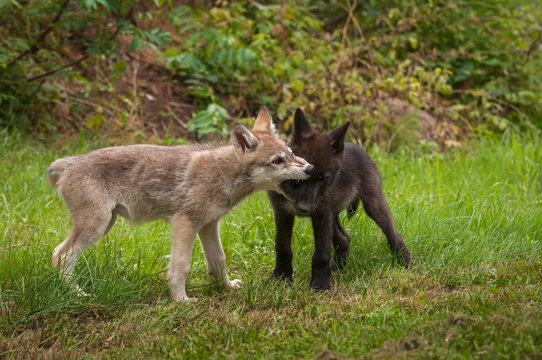 Fototapeta Grey Wolf (Canis lupus) Pup Bites At Face of Sibling