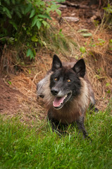 Black Phase Grey Wolf (Canis lupus)