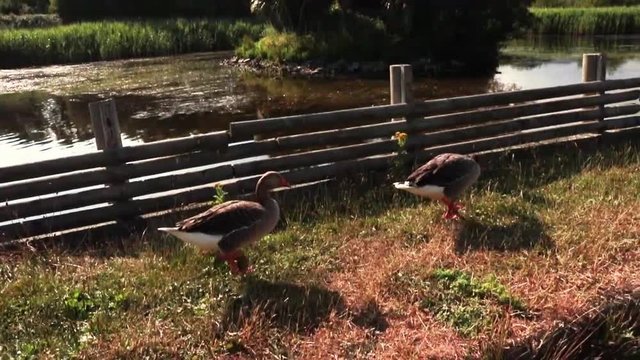2 Ducks walking on grass down by a lake in nature reserve in Arklow, Co. Wicklow, Ireland