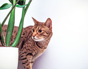Ocicat cat near flower on white wall background, housecat indoor, copy space