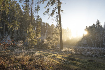 Winter afternoon in the frosted forest 