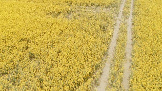 Canola rapeseed field. Aerial drone shot. Flying fast and low.