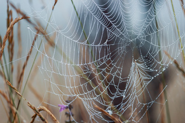 Closeup of delicate spider web in grass. Morning dew condensed on fragile silk. Fogy, moody atmosphere, intricate design.