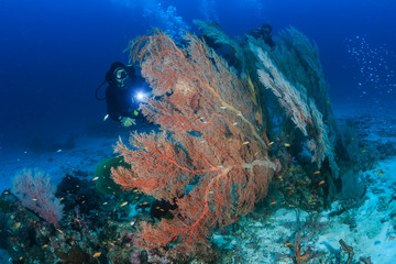 SCUBA diver swimming along a tropical coral reef