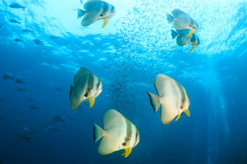 Naklejka na ściany i meble A group of large Batfish (Spadefish) in shallow water above a tropical coral reef