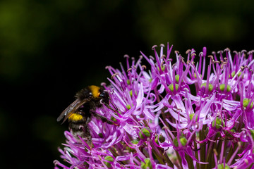 Fluffy Bumblebee on Sedum flower in front of an almost black background