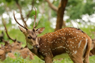 Spotted Deer