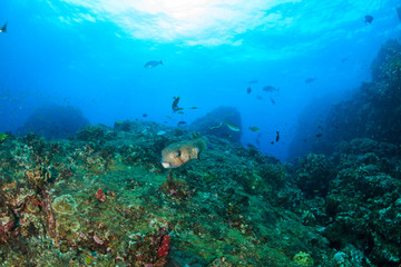 Naklejka na ściany i meble Large Pufferfish swimming over a tropical coral reef