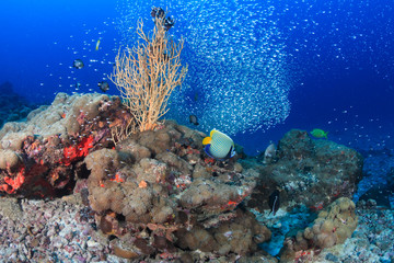 Colorful tropical fish swimming around a beautiful coral reef