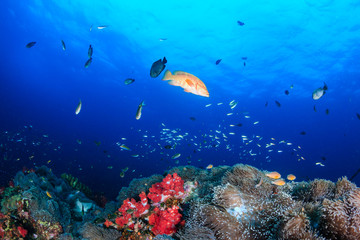 Fototapeta na wymiar Colorful tropical fish swimming around a beautiful coral reef