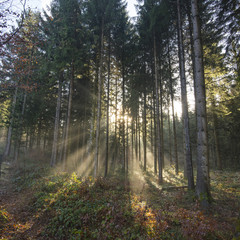 Rays of light through the trees 