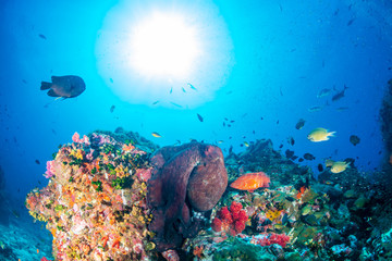 Large octopus on a colorful tropical coral reef