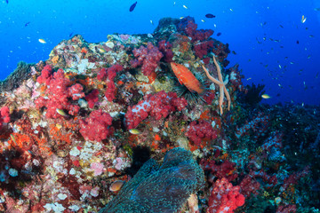 Naklejka na ściany i meble A healthy, colorful tropical coral reef full of marine life